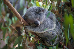 Sleeping Koala, Lone Pine Koala Sanctuary Brisbane, Queensland, Australia