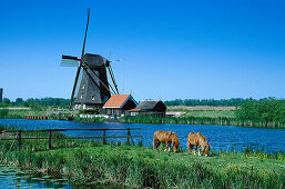 Zwei Pferde auf einer Wiese, Windmühle imHintergrund, Kinderdijk, Niederlande