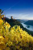 Burg Gutenfels, Pfalzgrafenstein b. Kaub Rheinland-Pfalz, Deutschland