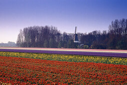 Flower-Fields, Keukenhof, Lisse Netherlands