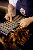 Leon Jimenes making cigars in the cigar factory in Santiago de los Caballeros, Dominican Republic