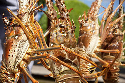 Lobsters, Hotel La Toubana, Sainte-Anne