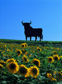 Sonnenblumenfeld und Silhouette eines Stiers im Sonnenlicht, Cadiz, Andalusien, Spanien, Europa