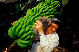 Bananenernte, Bananenplantage, Spain Canary Islands