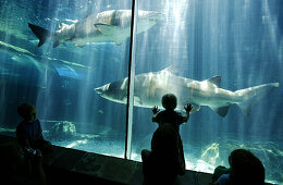 Tourists watching the sharks in an aquarium, Two Oceans Aquarium, Cape Town, Western Cape, South Africa