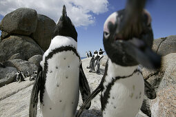 Colony of african penguins, boulder beach near Simons Town, Western Cape, South Africa