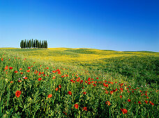 Cypress forest,  Val d'Orcia, typical Tuscan landscape, Tuscany, Italy