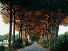 Pinienallee, Parco Naturale di Maremma, Naturschutzgebiet, Toskana, Italien