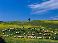 Flock of sheep near Pienza, Tuscany, Italy