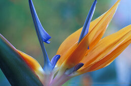 Paradiesvogelblume, Strelitzia reginae, Gran Canaria, Kanarische Inseln, Spanien