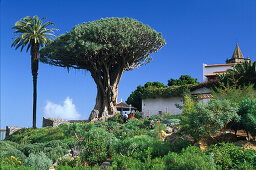Tausendjähriger Drachenbaum, Icod de los Vinos, Teneriffa, Kanarische Inseln, Spanien, Europa