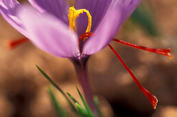 Close up of Saffron, Spice, near Consuegra, Province Toledo, Castilla-La Mancha, Spain