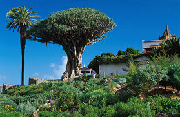 Tausendjähriger Drachenbaum, Icod de los Vinos, Teneriffa, Kanarische Inseln, Spanien, Europa