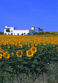 Osbome Stier, Sonnenblumenfeld, Landgut Cortijo, Provinz Sevilla Andalusien, Spanien