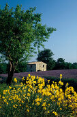 Ginster u. Lavendelfeld, Alpes de Haute Provence Provence, Frankreich