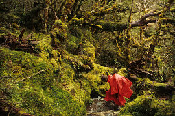 Hiker in red rain cape in forest, Routeburn Track, one of New Zealand's Great Walks, New Zealand