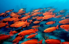 Schooling Crescent-tail bigeyes, Priacanthus hamrur, Maldives Islands,  Indian ocean, Ari Atol, Atoll