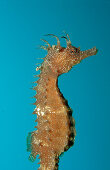 Langschnäuziges Seepferdchen, seahorse, Hippocampu, Hippocampus guttulatus