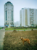 Street dog in the suburb Marino, Moscow, Russia