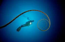 Spiral wire coral and scuba diver, Cirripathes spiralis, Maldives Island, Indian Ocean, Ari Atol, Maayafushi