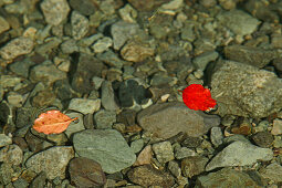 Red leaf on water surface above stones, New Zealand, Oceania
