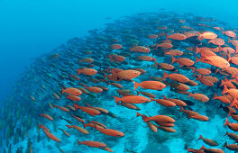 Schooling Crescent-tail bigeyes, Priacanthus hamrur, Maldives Islands,  Indian ocean, Ari Atol, Atoll