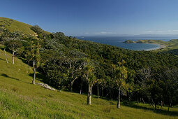 View of forest and coast area in the sunlight, Port Jackson, Cape Colville, Coromandel Peninsula, North Island, New Zealand, Oceania
