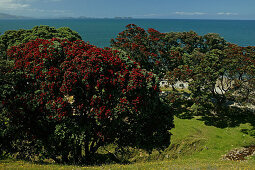 Red flowering Pohutukawa tree, Coromandel Peninsula, North Island, New Zealand, Coromandel Halbinsel, Pohutukawa Coast