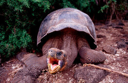 Galapagos Riesenschildkröte, Santa Cruz, Indefatig, Indefatigable, Giant Tortoise of Santa Cruz, Geocheione elephantopus