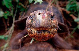 Galapagos Riesenschildkröte, Santa Cruz, Indefatig, Indefatigable, Giant Tortoise of Santa Cruz, Geocheione elephantopus