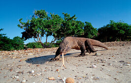 Komodo Waran, Komodo-Waran, Komodo dragon in natur, Komodo dragon in natural environment, Varanus komodoensis