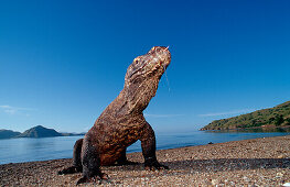 Komodo dragon in his natural environment, Varanus komodoensis, Indonesia, Komodo, Komodo National Park