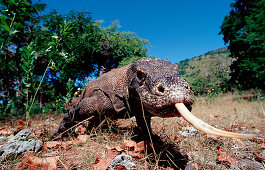 Komodo dragon in his natural environment, Varanus komodoensis, Indonesia, Komodo, Komodo National Park