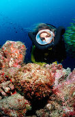 Echter Steinfisch und Taucher, Reef stonefish and, Reef stonefish and Scuba diver, Synanceia verrucosa