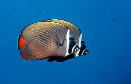 Halsband-Falterfisch, Schmetterlingsfisch, butterf, butterflyfish, Chaetodon collare