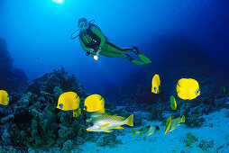 Falterfische und Taucher, Aegypten Rotes Meer