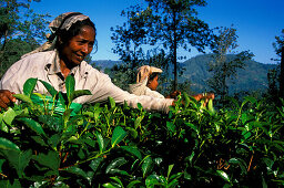 Women picking tea, Ella, Highlands Sri Lanka