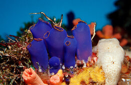 Seescheiden, Sea squirt, Ascidia