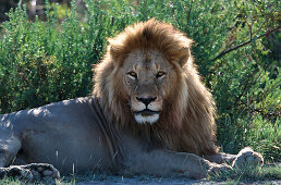 Lion, Serengeti NP Tansania