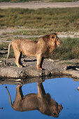 Lion at waterhole, Serengeti NP Tansania