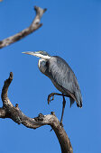 Black-headed Heron, Serengeti National Park, Tansania, East Africa