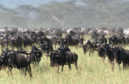 Migration, Wildbeests, Serengeti NP Tansania