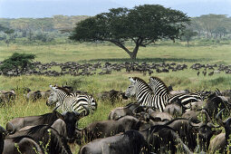 Migration, Zebras, Wildbeests, Serengeti National Park, Tansania, East Africa