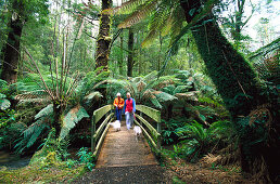 Boardwalk to Beauchamp Falls, Rainforest, Otway NP Victoria, Australia