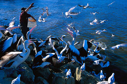 Australian pelican, Kangaroo Island South Australia