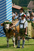 First oxrace of Bichl, August 8th 2004, Erstes Bichler Ochsenrennen am 8.8.2004 in Bichl, Oberbayern, Deutschland Upper Bavaria, Germany