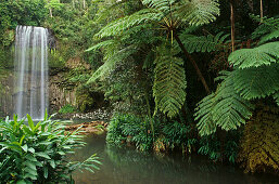 Wasserfal Millaa Millaa, Regenwald, Atherton Tablelands, Queensland, Australien
