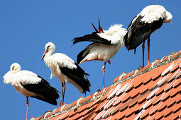 Storks on rooftop