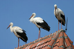 Storcks on rooftop