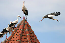 Storcks on rooftop